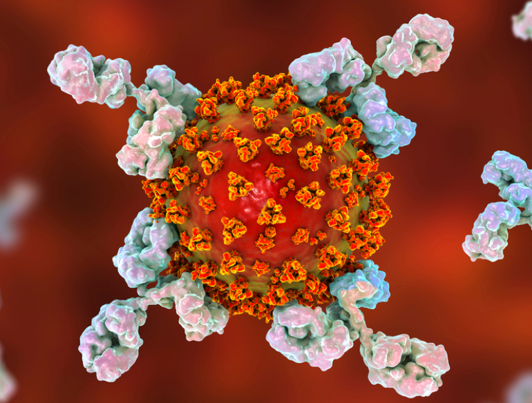 3D render of antibodies attacking SARS-CoV-2 virus, conceptual illustration for COVID-19 treatment. Credit: Shutterstock