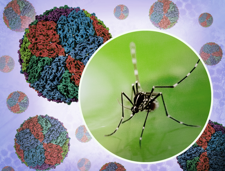 Aedes mosquito and dengue virus. Credit: NIAID