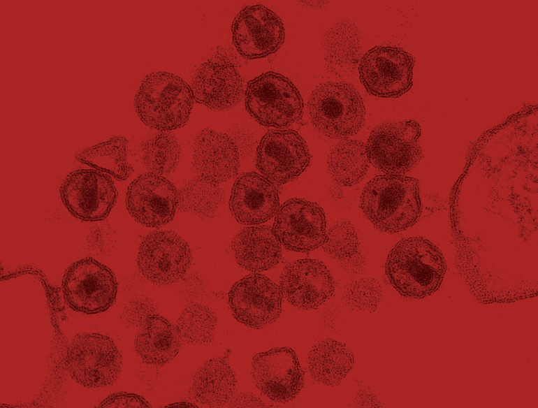 Red histology slide of cells