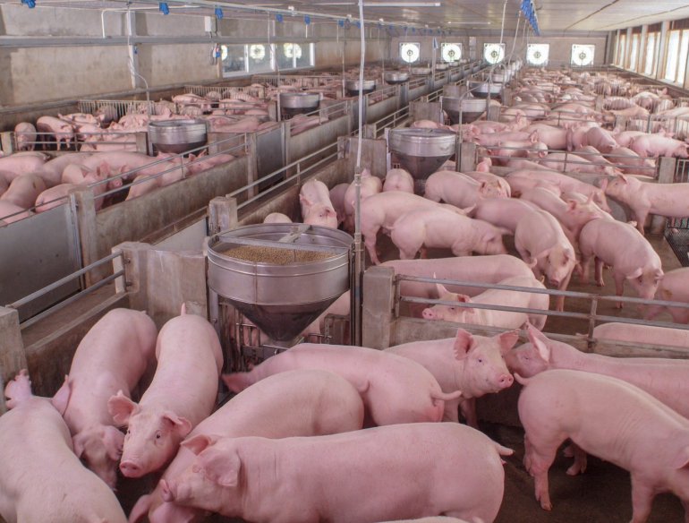 Pigs on a farm