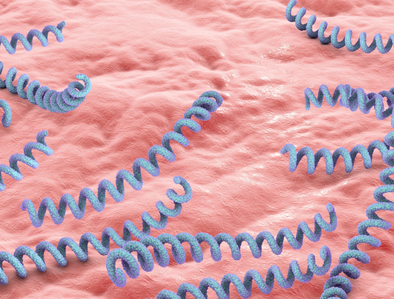 3D illustration of treponema pallidum, syphilis cells on surface of human skin. Credit: AdobeStock