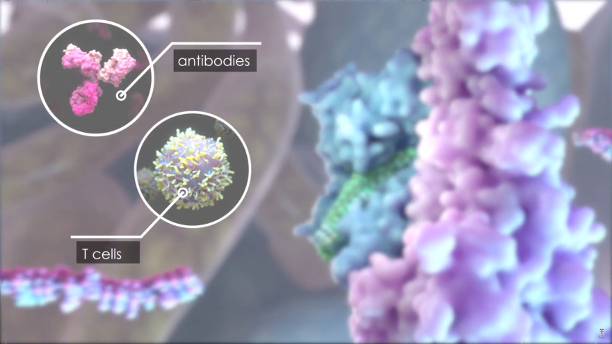 Illustration showing the siRNA seeking cells where the virus lives, without the help of antibodies or T cells from the immune system. Credit: UNSSW 3DXLab
