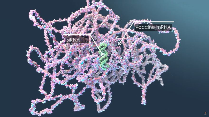 Illustration showing siRNA is much smaller than the mRNA used in vaccines. Credit: UNSW 3DXLab