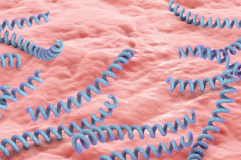 3D illustration of treponema pallidum, syphilis cells on surface of human skin. Credit: AdobeStock