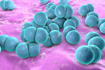 Gonorrhoea cells