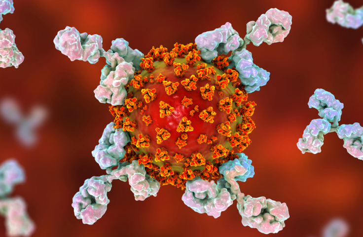 3D render of antibodies attacking SARS-CoV-2 virus, conceptual illustration for COVID-19 treatment. Credit: Shutterstock