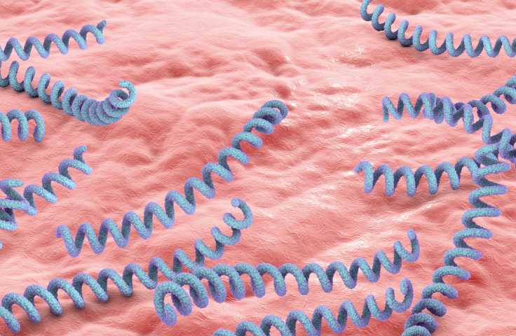 3D graphic of syphilis