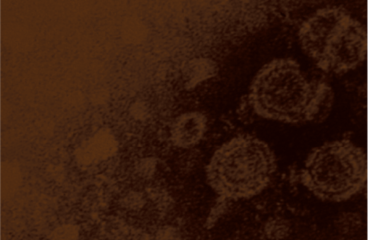 Mircophotograph of virus cells, tinted brown. Cover of Annual Surveillance Report – Hepatitis B.